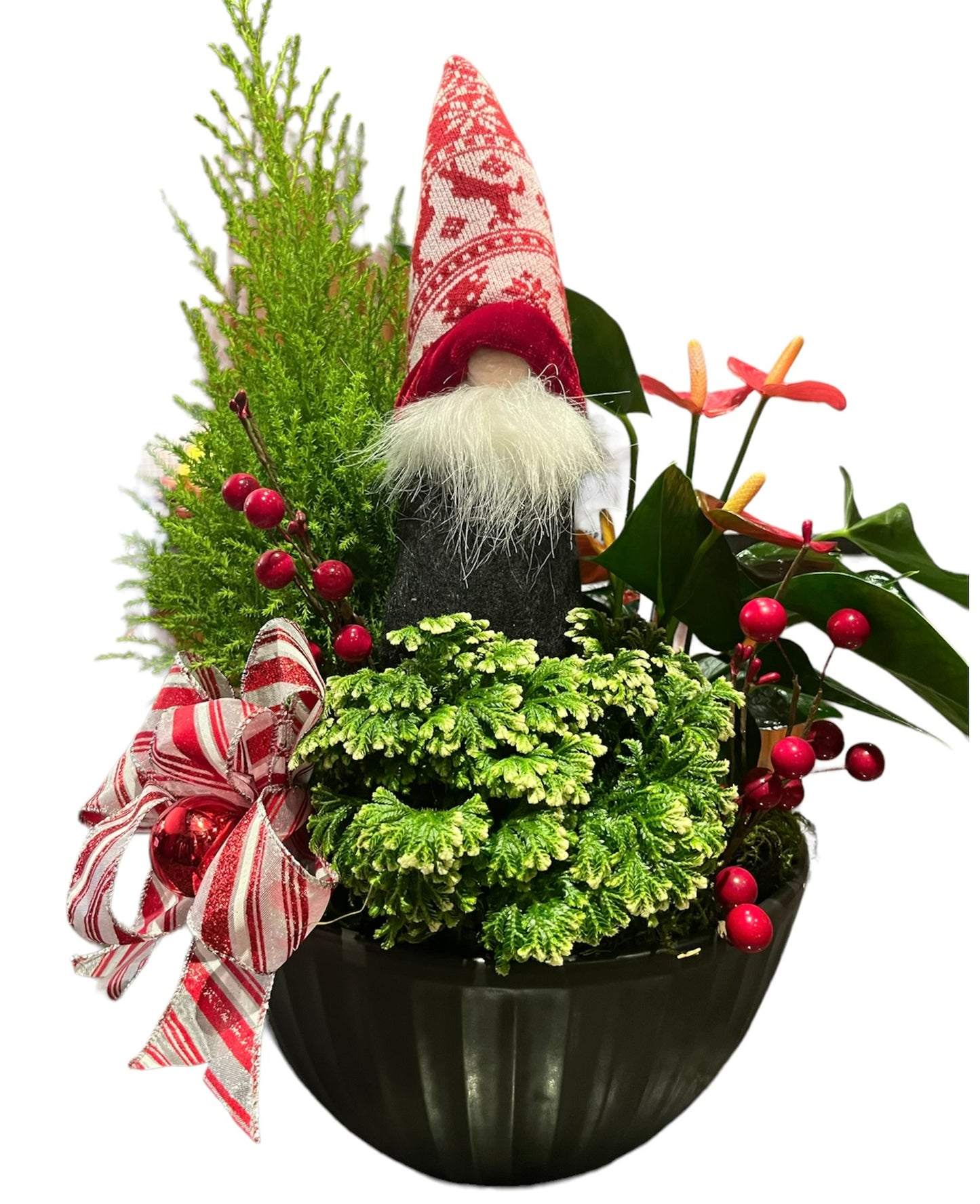 Gnome Planter Anthurium