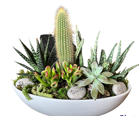 Smile Cactus